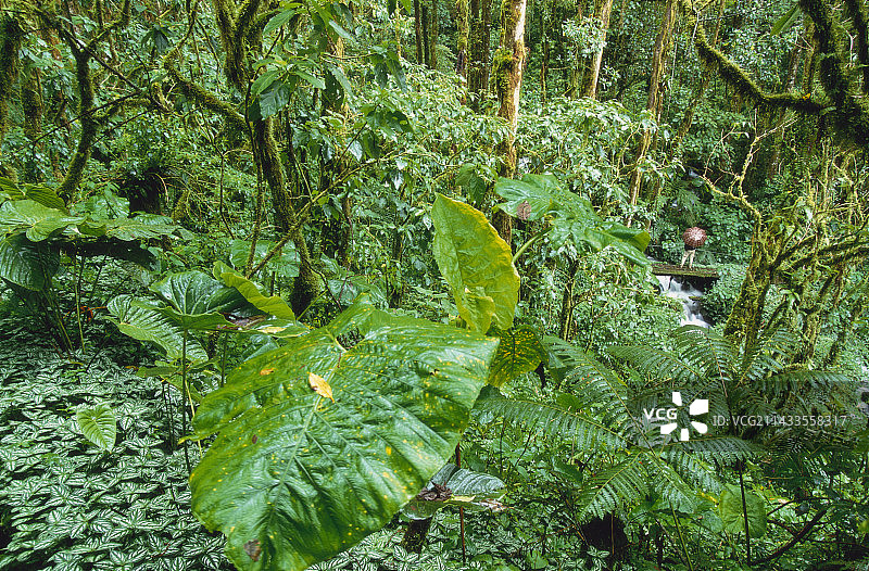 巴拿马的云雾森林图片素材
