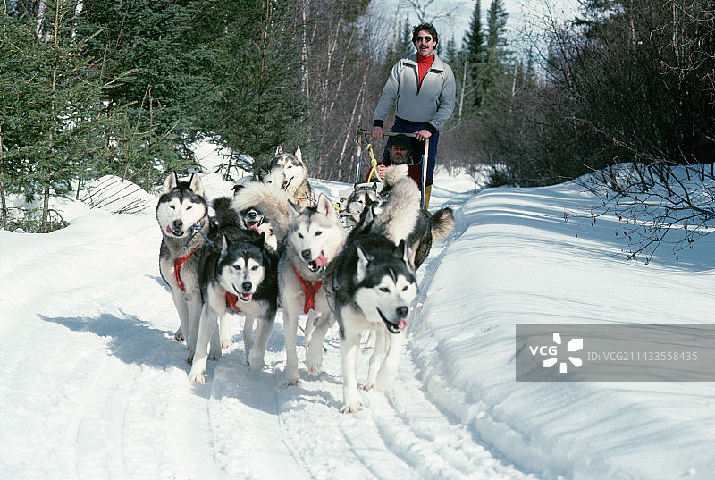 狗拉雪橇驾驶员与犬队图片素材
