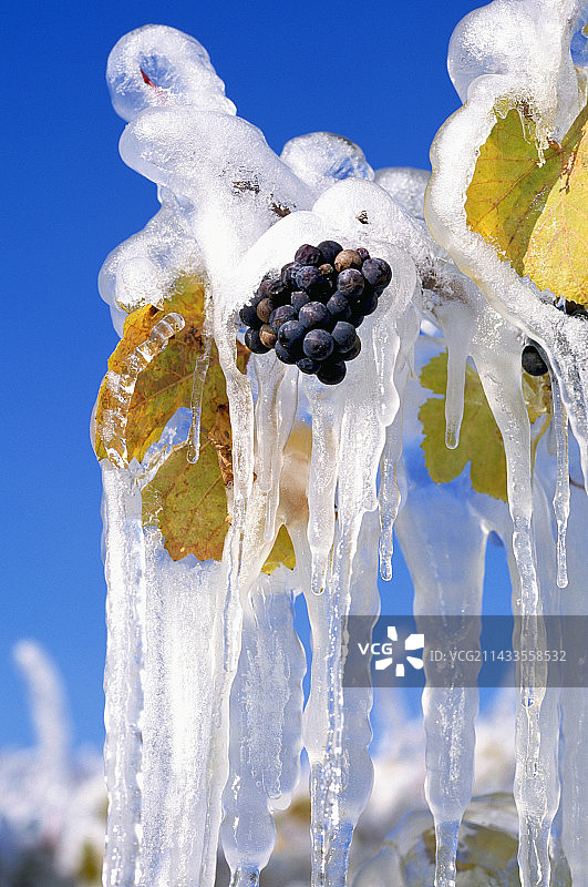 冰酒葡萄采摘图片素材