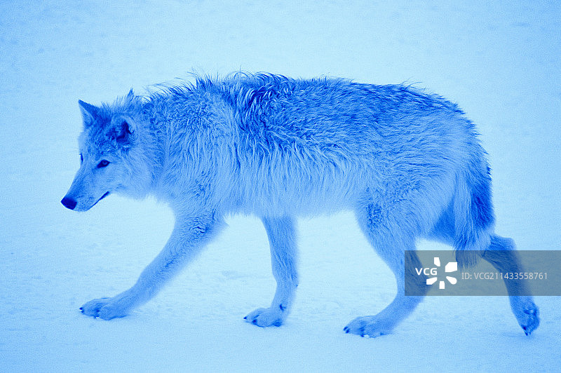 徘徊的狼图片素材