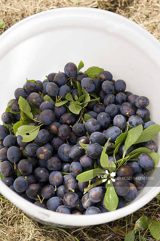 法国茶聚图片素材