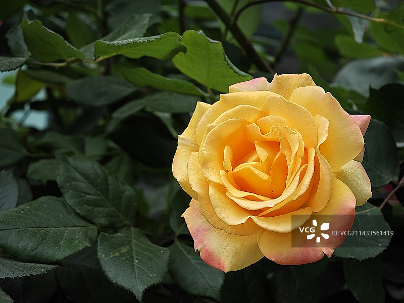 背景模糊的玫瑰特写镜头图片素材