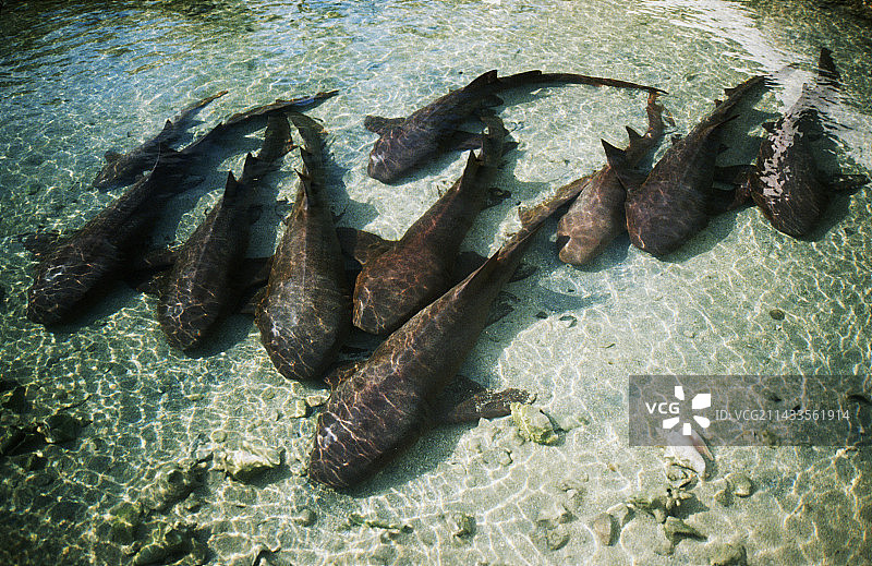 尤宁岛护士鲨海水池图片素材