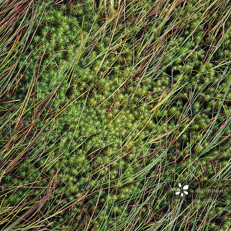 苔藓与青草图片素材