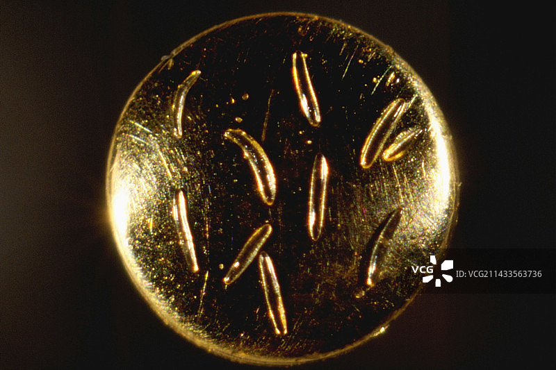 大头针上的大型细菌图片素材