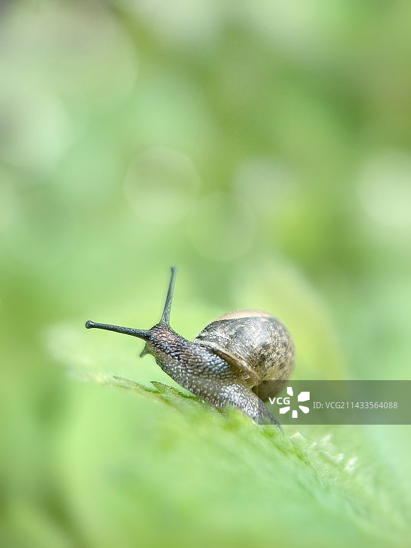 植物上的蜗牛特写镜头图片素材
