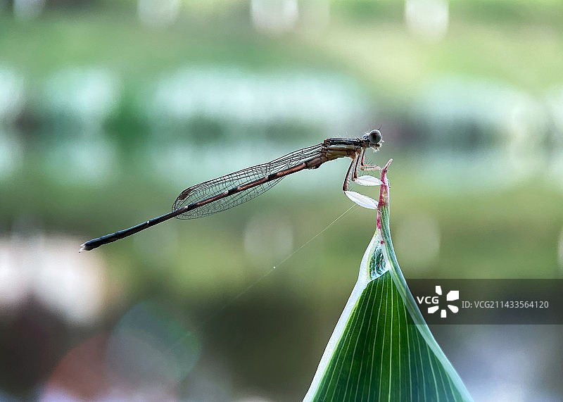 叶尖上的豆娘图片素材