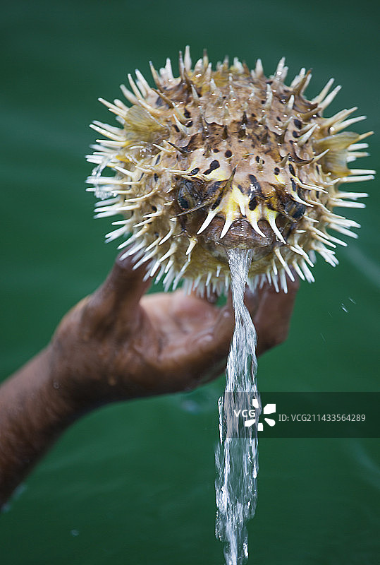手中的河豚图片素材