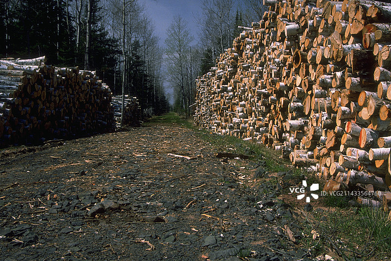 威斯康星州的伐木作业图片素材