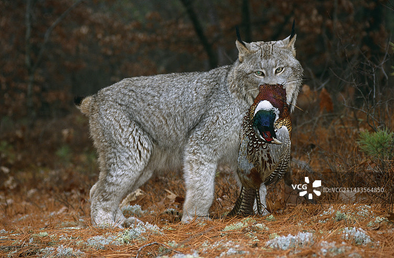 加拿大猞猁与野鸡猎物图片素材