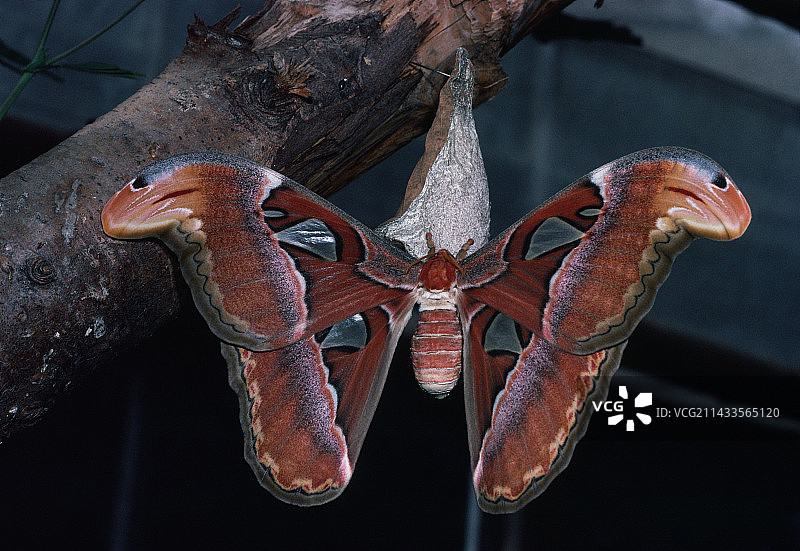 从茧中 emerging 的皇蛾图片素材