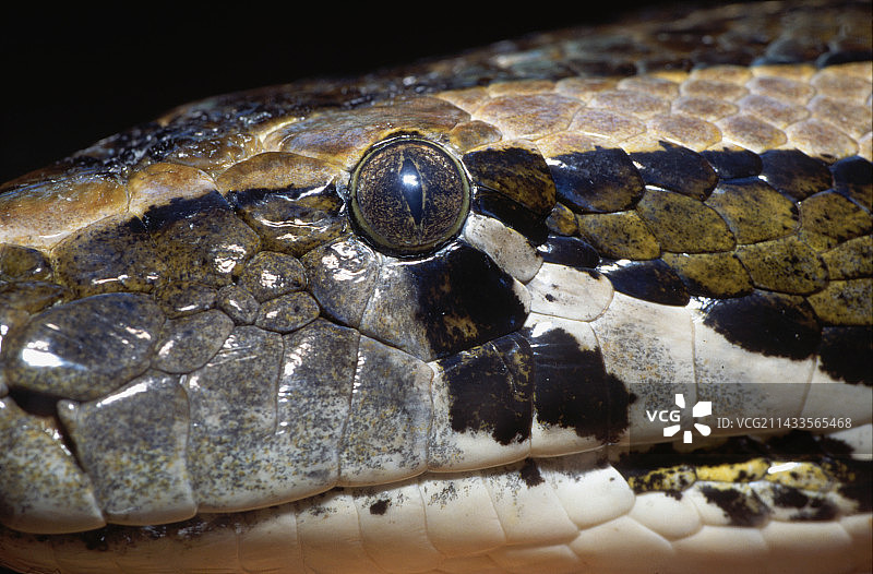 缅甸蟒图片素材