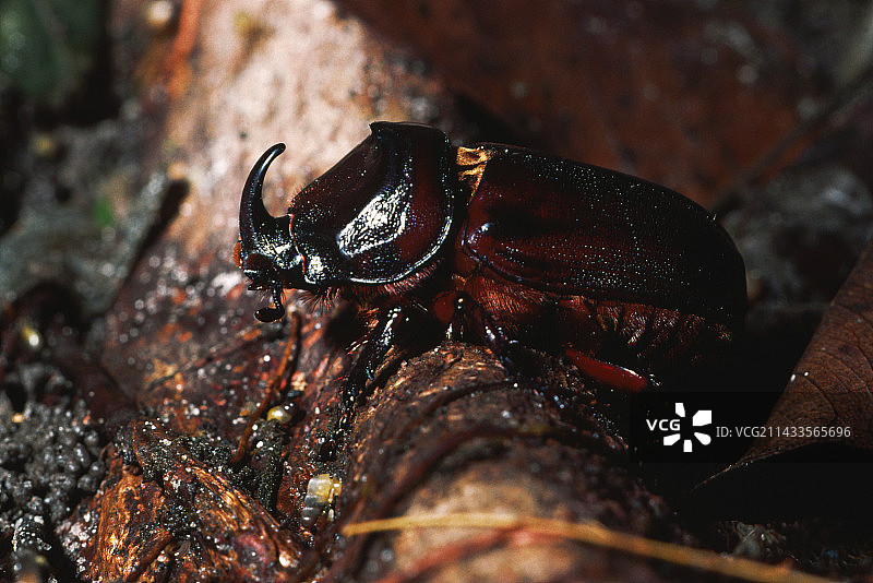 犀牛甲虫图片素材