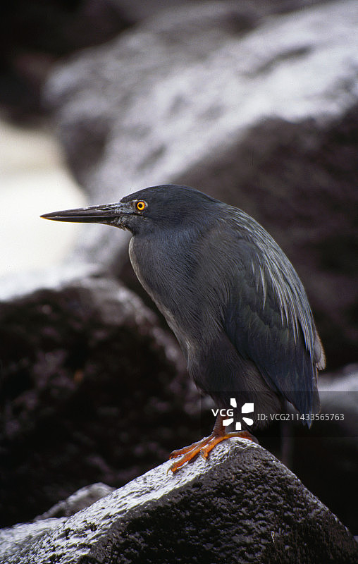 熔岩鹭图片素材
