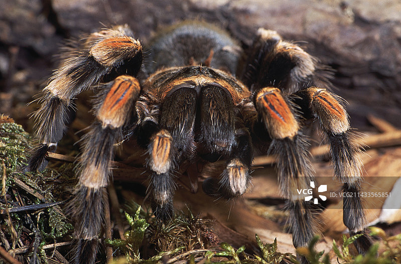 普通红膝狼蛛图片素材