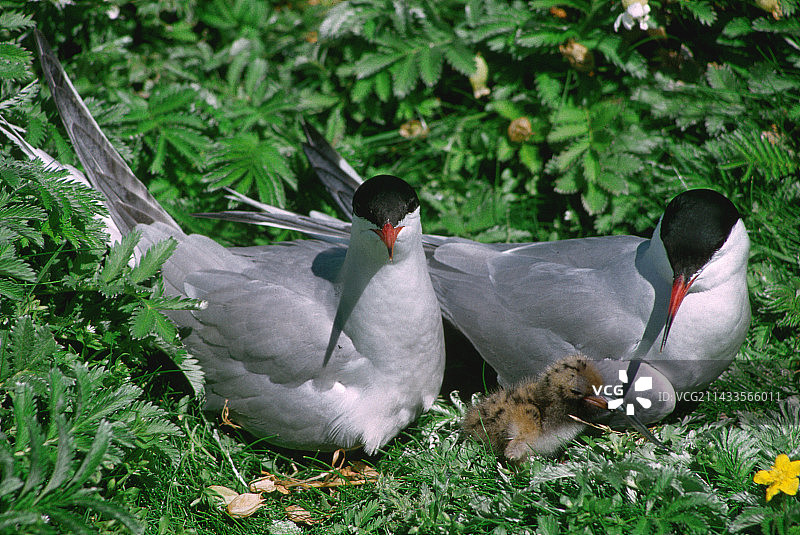 普通燕鸥和幼鸟图片素材