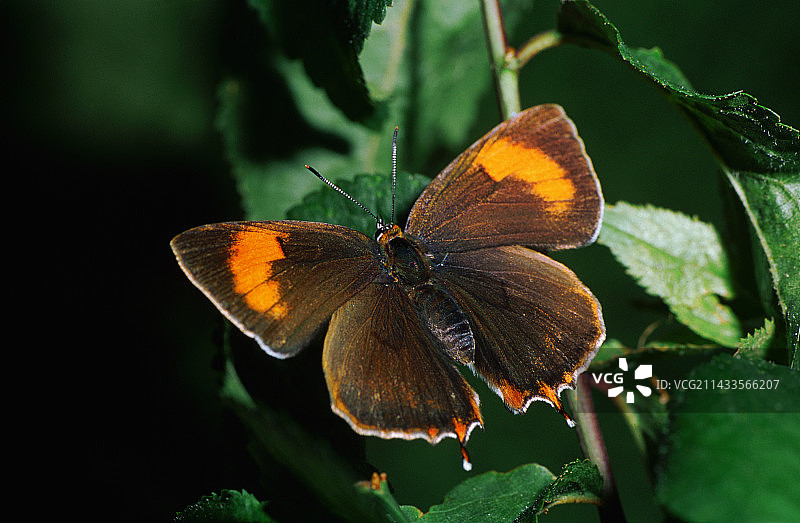 雌性褐纹燕灰蝶图片素材