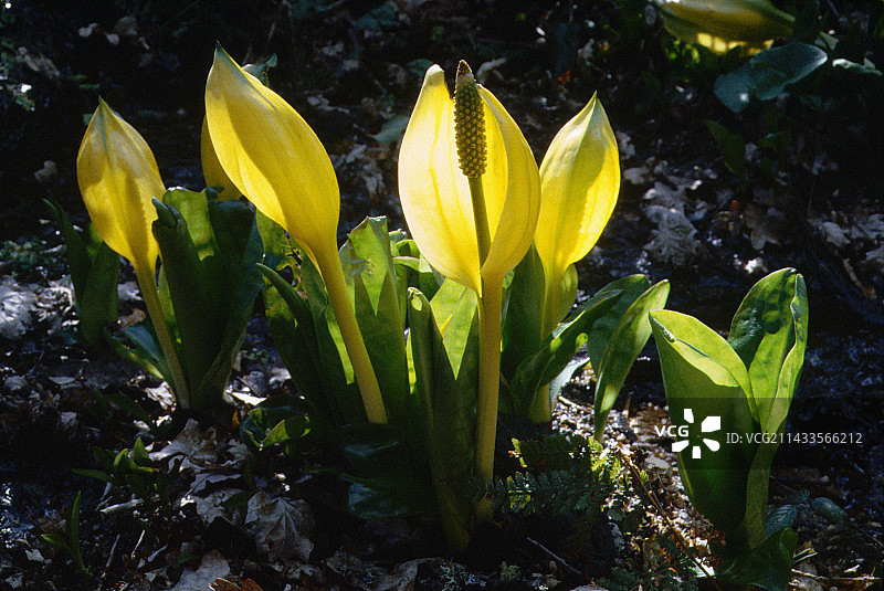 黄色马蹄莲图片素材
