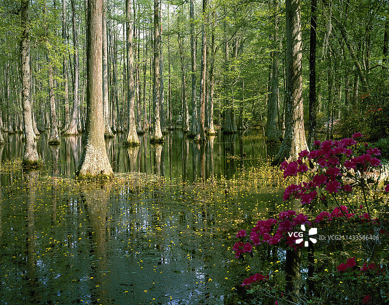 南卡罗来纳州的柏树花园图片素材