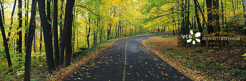 落叶遍地的道路图片素材