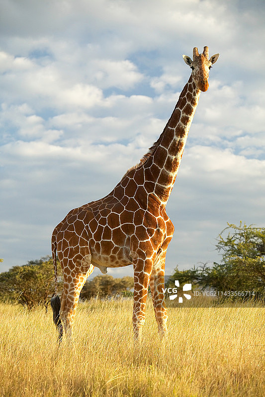 莱瓦野生动物保护区的⻓颈鹿图片素材