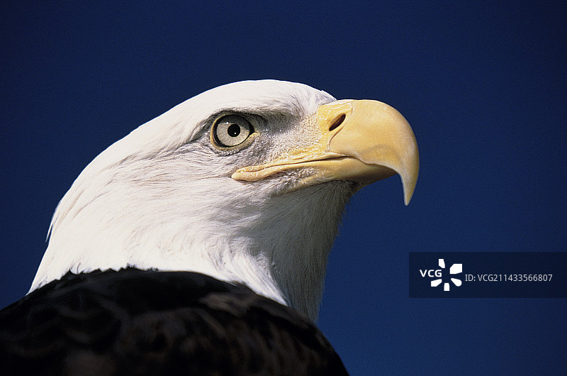 秃鹰头部图片素材