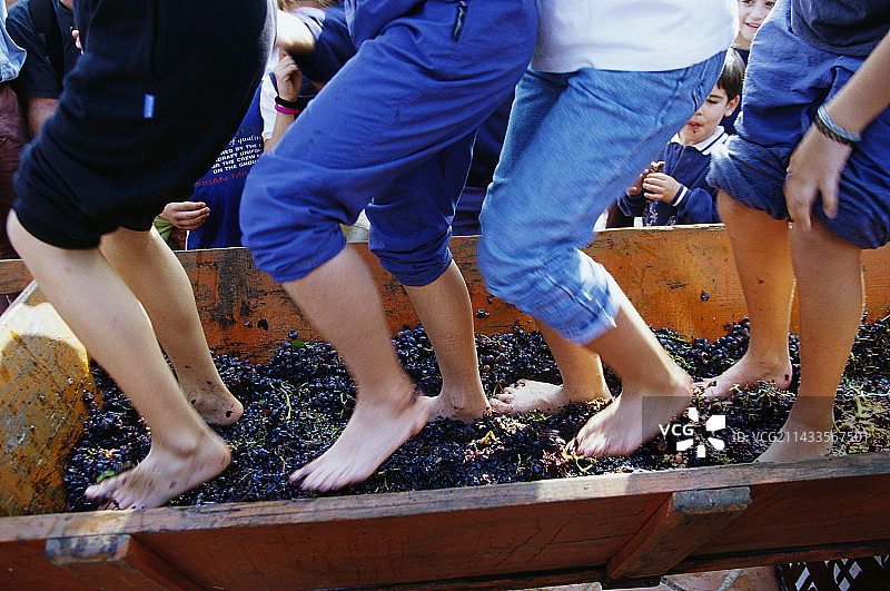 赤脚踩葡萄图片素材