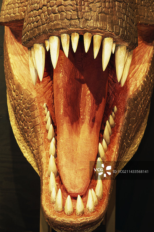 霸王龙的嘴巴和牙齿图片素材