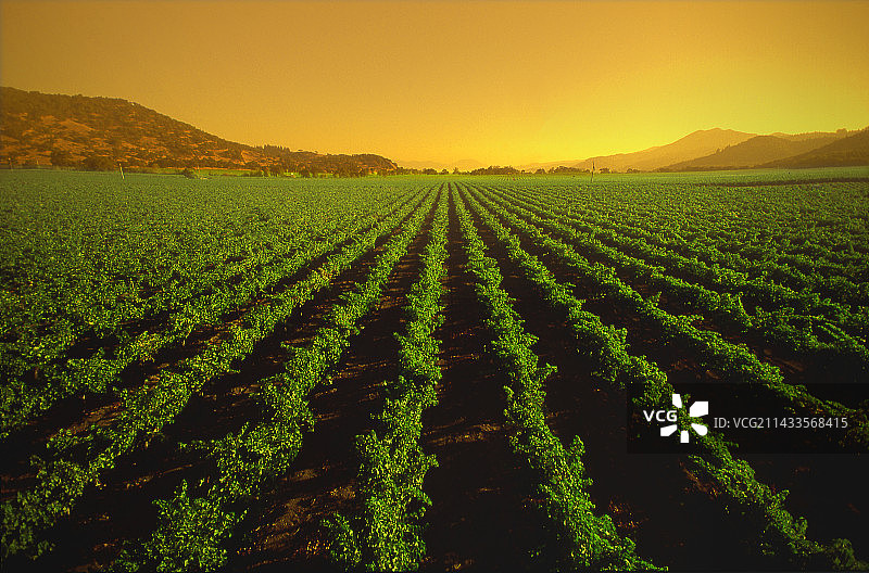 纳帕谷葡萄园图片素材