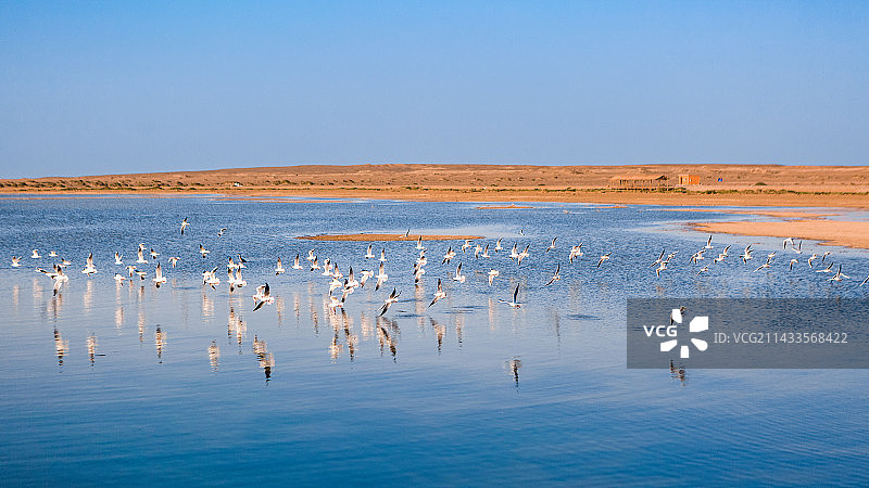 海鸥翩翩图片素材