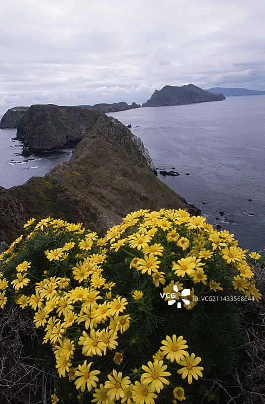 海峡群岛上的雏菊图片素材