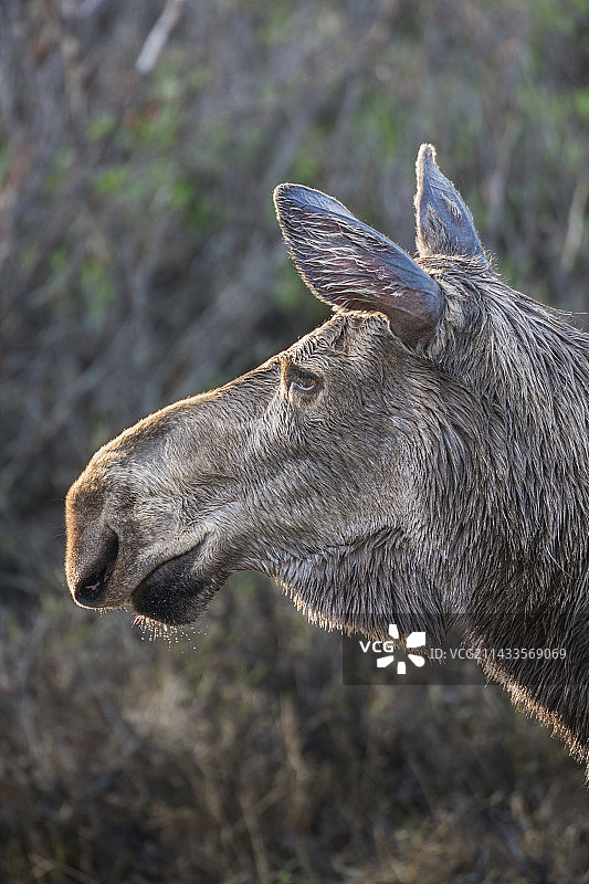 奶牛驼鹿肖像图片素材