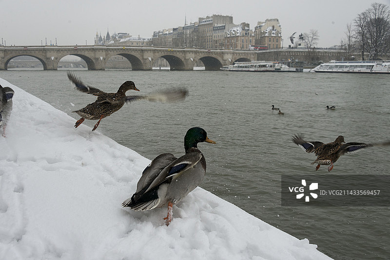 从覆盖着雪的码头跳入塞纳河的鸭子图片素材