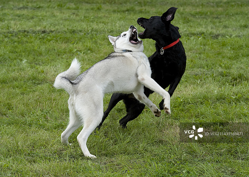 一对狗在玩耍打斗，英国，西伯利亚哈士奇和拉布拉多，露出牙齿，咬人图片素材