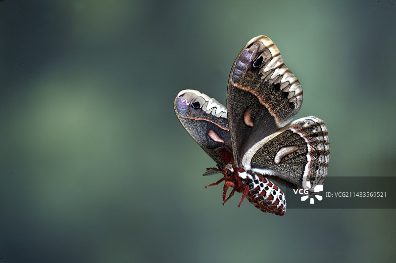 美国的罗宾蛾图片素材