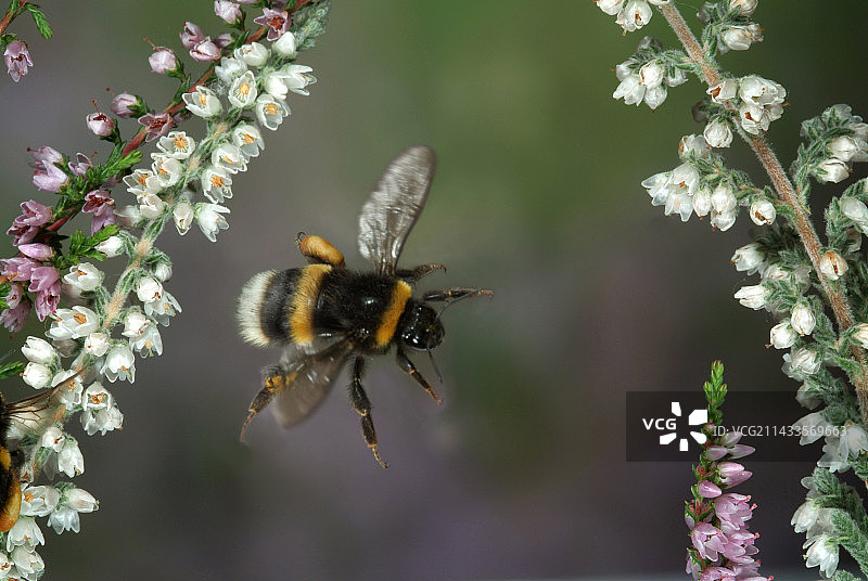 飞行中的普通熊蜂，腿上带着花粉图片素材
