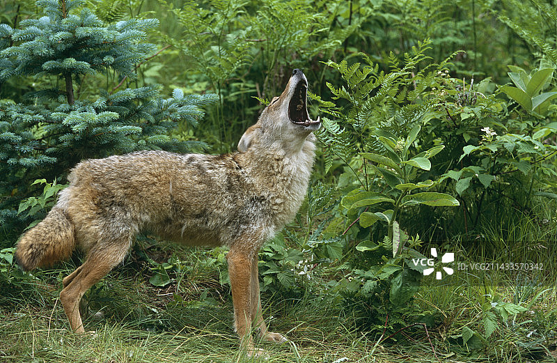 嚎叫的郊狼图片素材