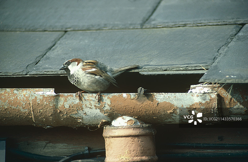 栖息在排水沟上的家麻雀图片素材