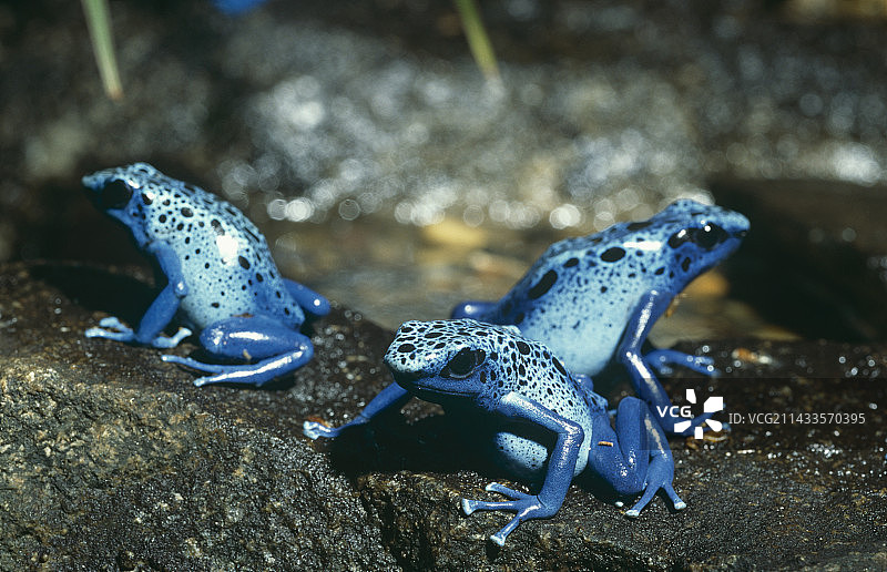 三只蓝色箭毒蛙图片素材