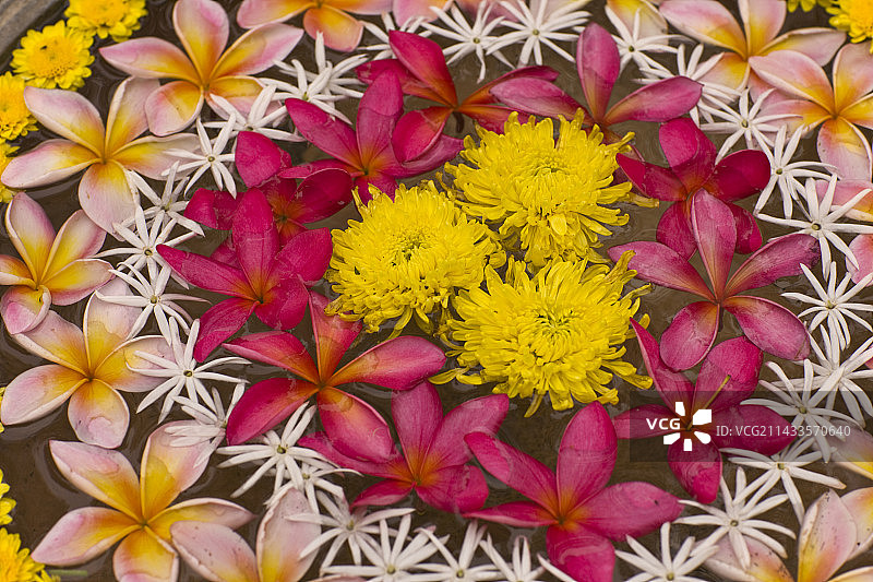 碗中插花图片素材