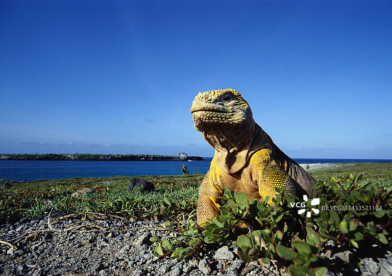 加拉帕戈斯群岛的鬣蜥图片素材