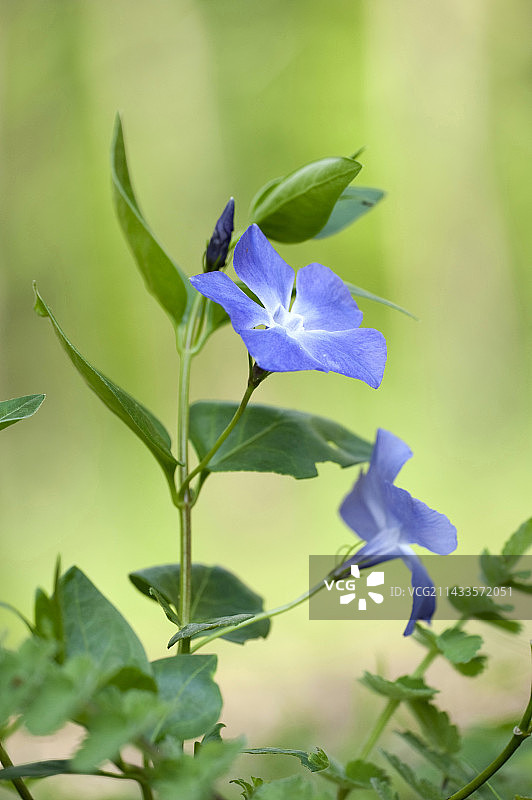长春花图片素材