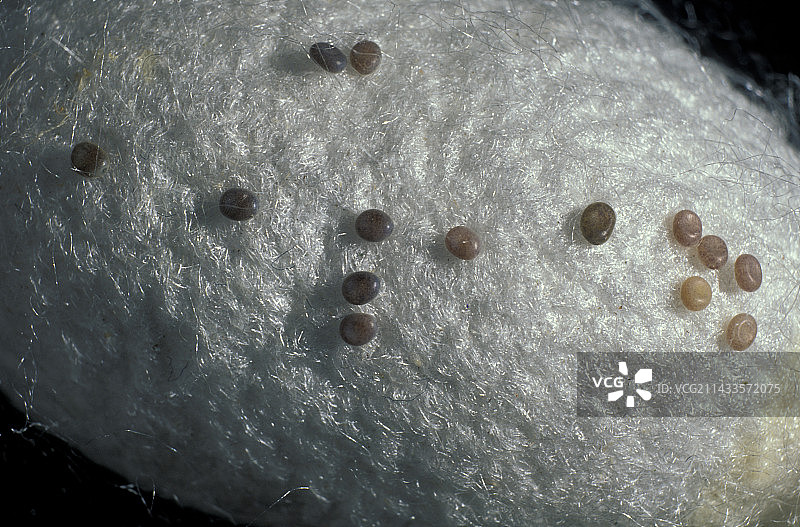 蚕茧上的鸡蛋图片素材