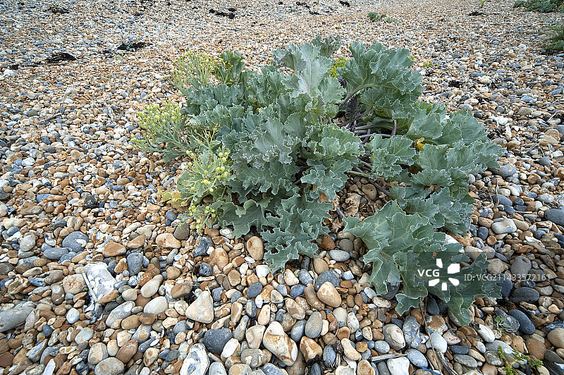 海甘蓝图片素材