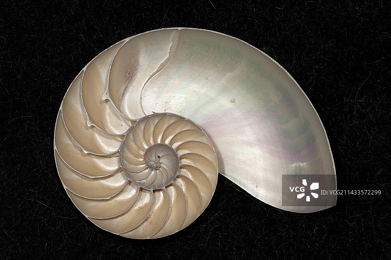 鹦鹉螺横截面图图片素材