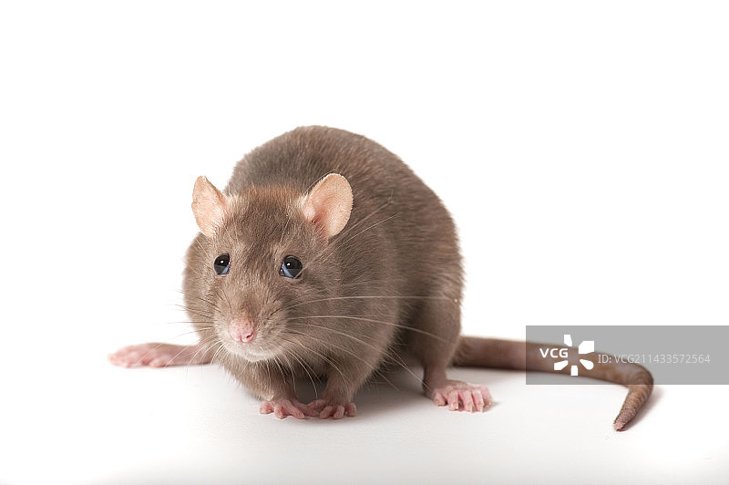 褐家鼠图片素材