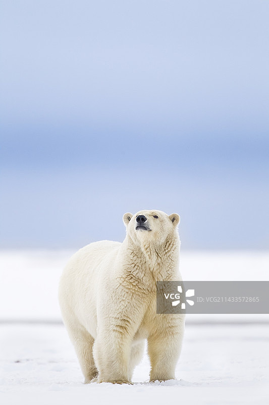 北极熊图片素材