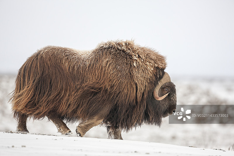 雪地里的雄性麝牛图片素材