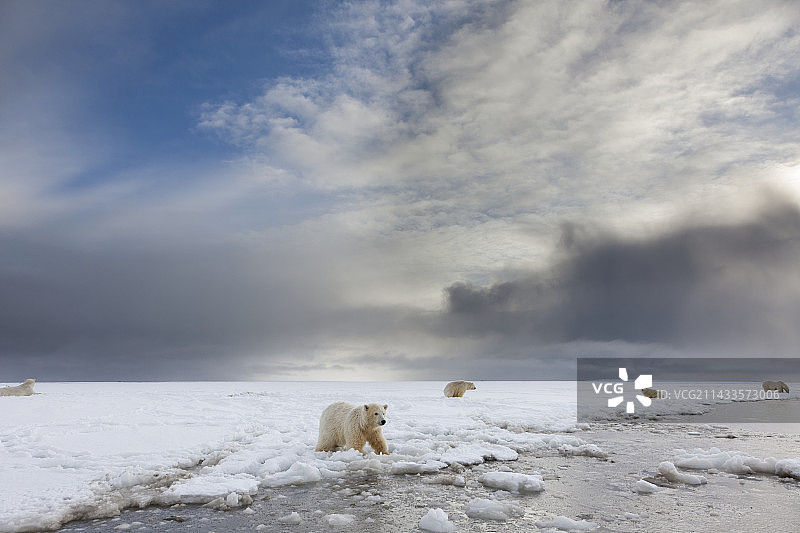 北极熊幼崽图片素材