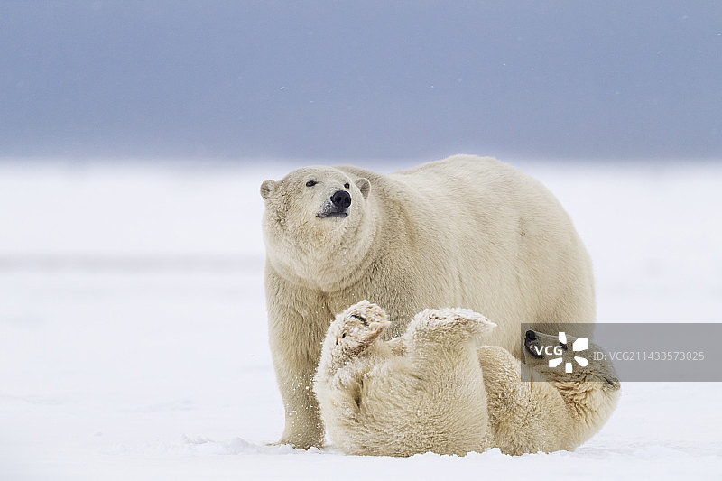 北极熊妈妈和小熊图片素材